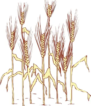 麦穗矢量图图片013