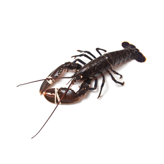 虾类(26)海鲜超市商品红酒白底图免抠实物摄影png格式图片透明底