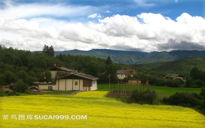 唯美田园油菜风光