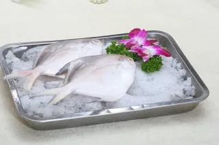 冰鲜野生大平鱼（干烧 红烧）38元2条