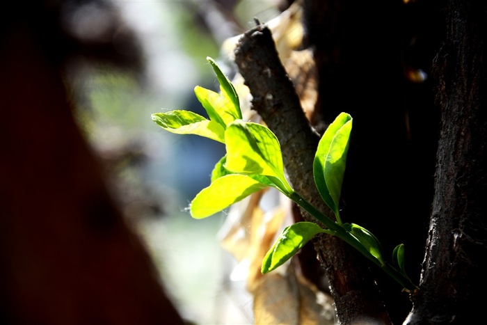 翠绿欲滴的那一抹绿