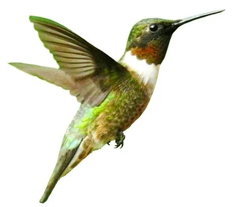 鸟 PNG免抠(472x409)