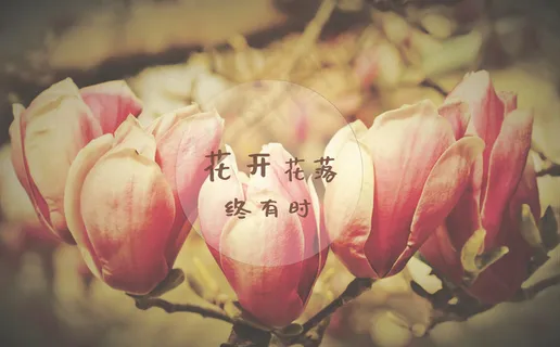 花开花落文字图片 花开花落文字图片