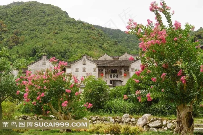 桥溪古韵紫薇花丛中的继善楼祖屋景观