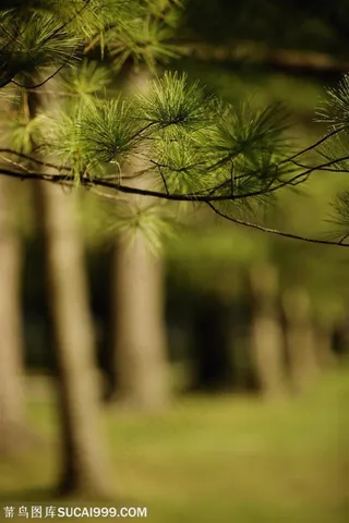 树木树叶-树林里的松枝特写