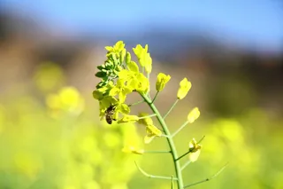 蜜蜂油菜花特写图