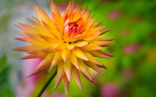 鲜艳的黄色花朵鲜花图片 鲜艳的黄色花朵鲜花图片