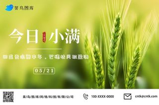 小满节气小麦麦穗公众号海报