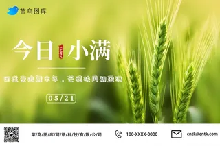 小满节气小麦麦穗公众号海报
