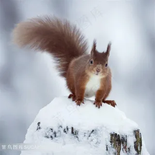 可爱的小松鼠摄影图 可爱的小松鼠摄影图