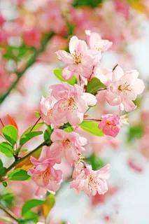 高清海棠花图片下载 高清海棠花图片下载