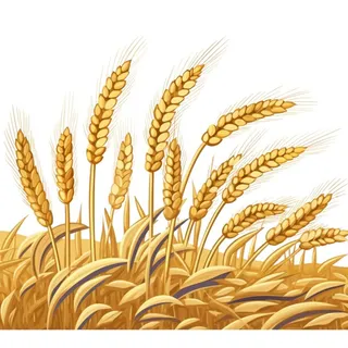 小麦麦穗金黄免抠