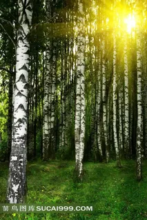高高的白桦树自然风景唯美摄影高清图片