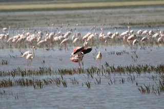 野生火烈鸟图片