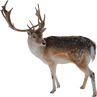 小鹿动物卡通简笔