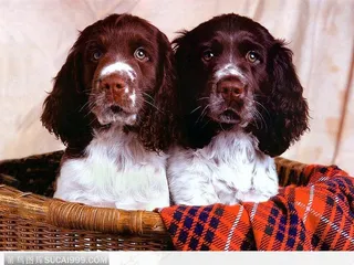 宠物狗（蓝中的两只大耳朵狗）