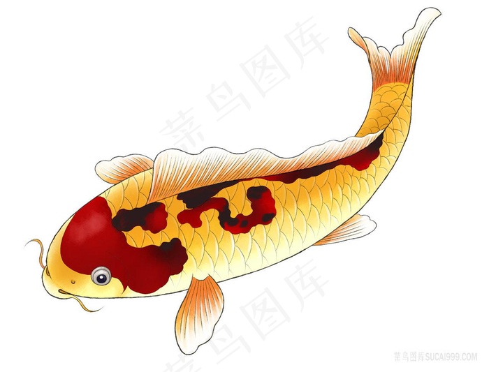 可爱手绘锦鲤png卡通图片