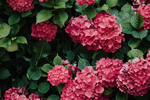 红色洋绣球花图片 红色洋绣球花图片