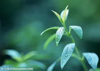 树木树叶-雨后的嫩枝特写