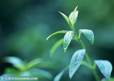 树木树叶-雨后的嫩枝特写 树木树叶-雨后的嫩枝特写