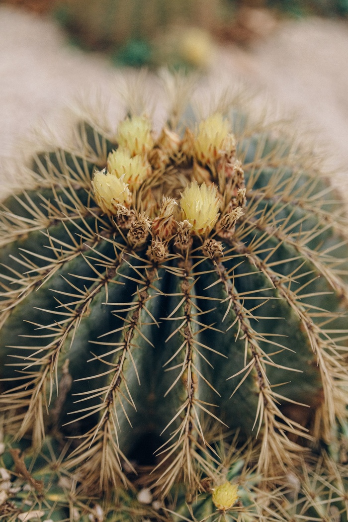 绿色仙人掌仙人球摄影素材