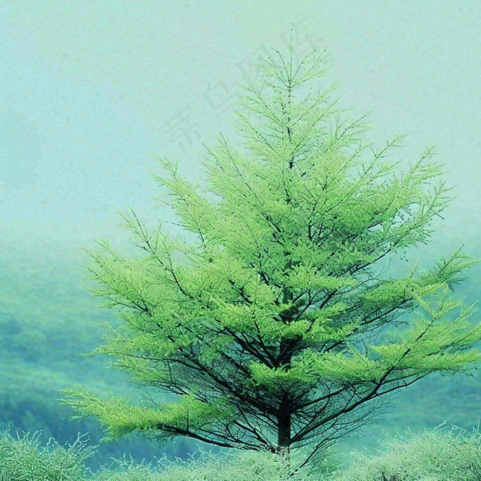 绿色的树冠特写