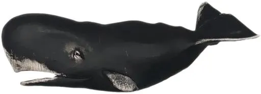 抹香鲸 PNG免抠(1548x561)