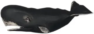 抹香鲸 PNG免抠