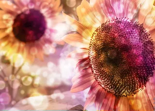 多彩向日葵背景图片