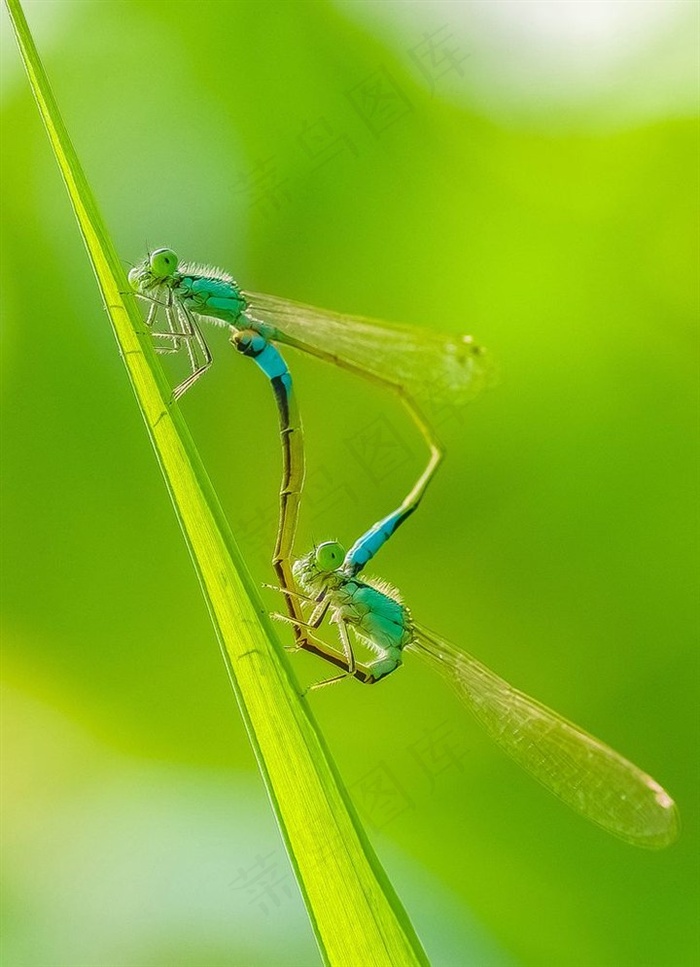 一对豆娘落草尖