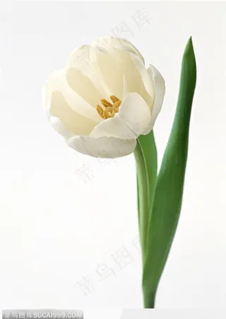 洁白的郁金香图片