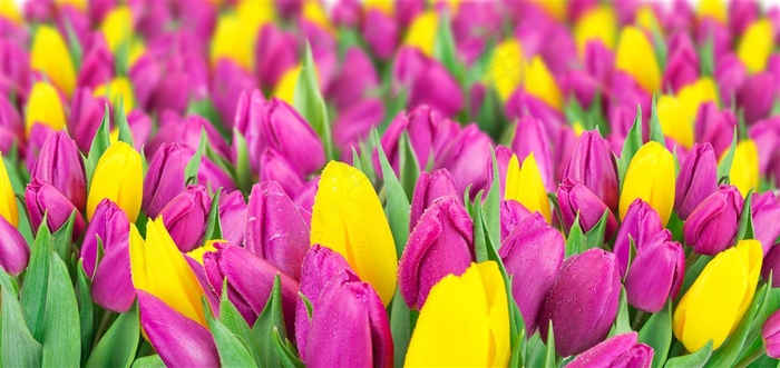 粉色黄色郁金香花海鲜花图片
