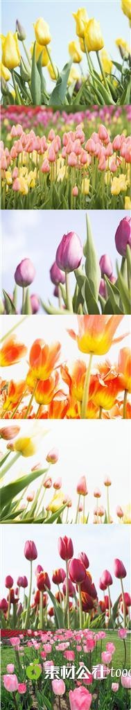 郁金香鲜花摄影素材