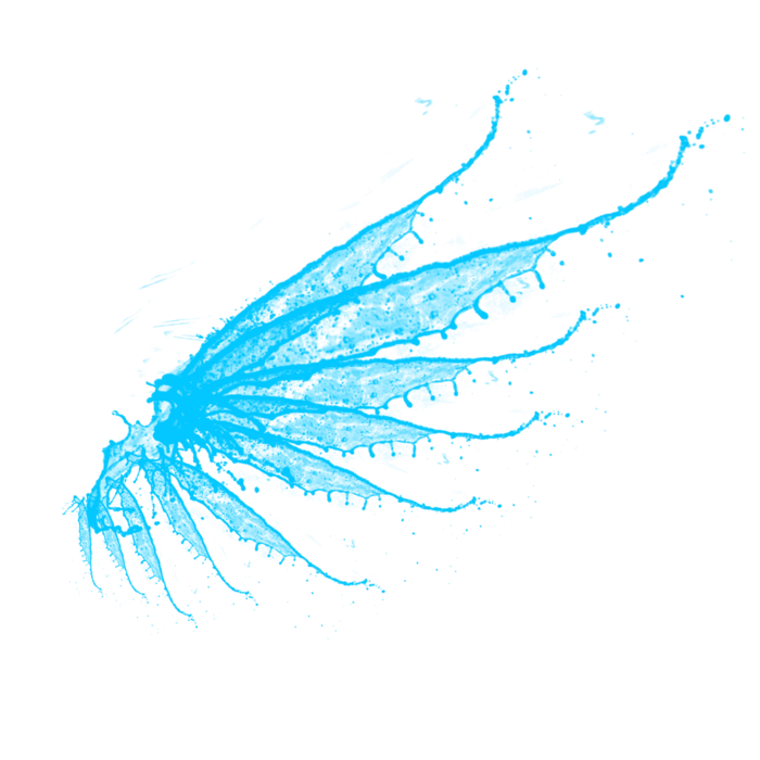 水花 水花翅膀