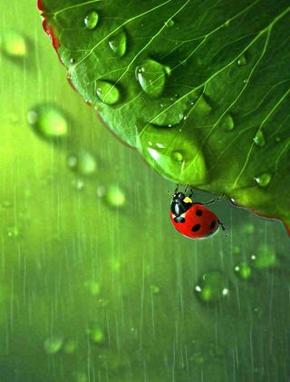 下雨，绿色树叶上，七星瓢虫，雨水，惊蛰，谷雨，春天摄影图