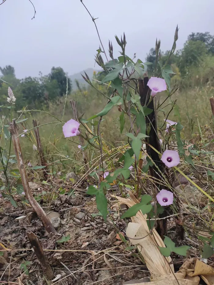 路边牵牛花
