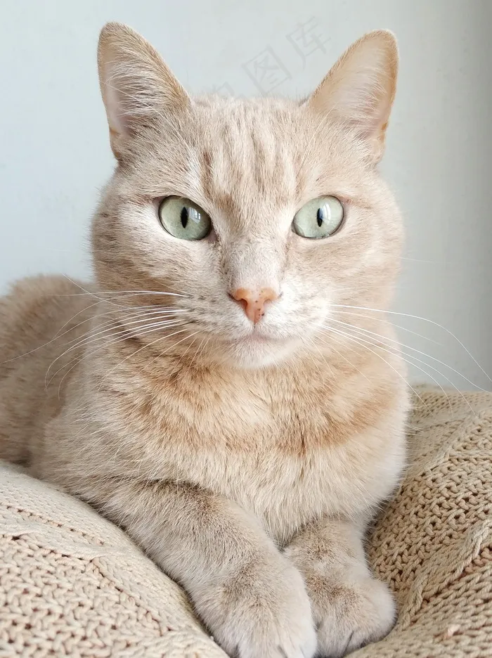 大眼睛宠物猫图片