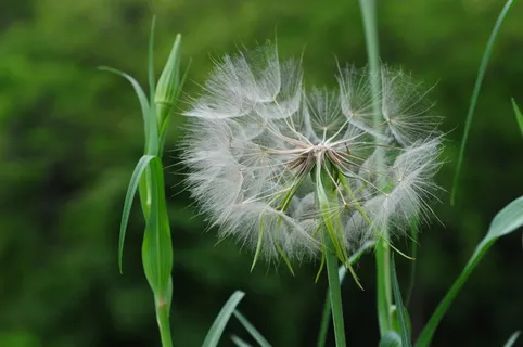 伤感蒲公英图片 伤感蒲公英图片