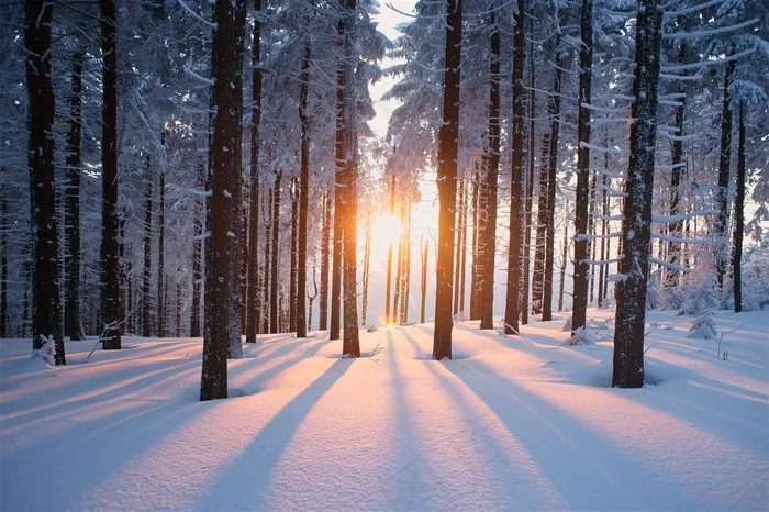 高清唯美冬日暖阳穿透雪地树林风景图片