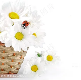 竹篮子里的白色雏菊花朵摄影高清图片