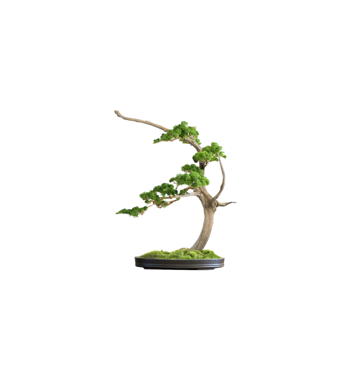 盆栽 植物 绿植 透明素材png 免扣素材 拷贝