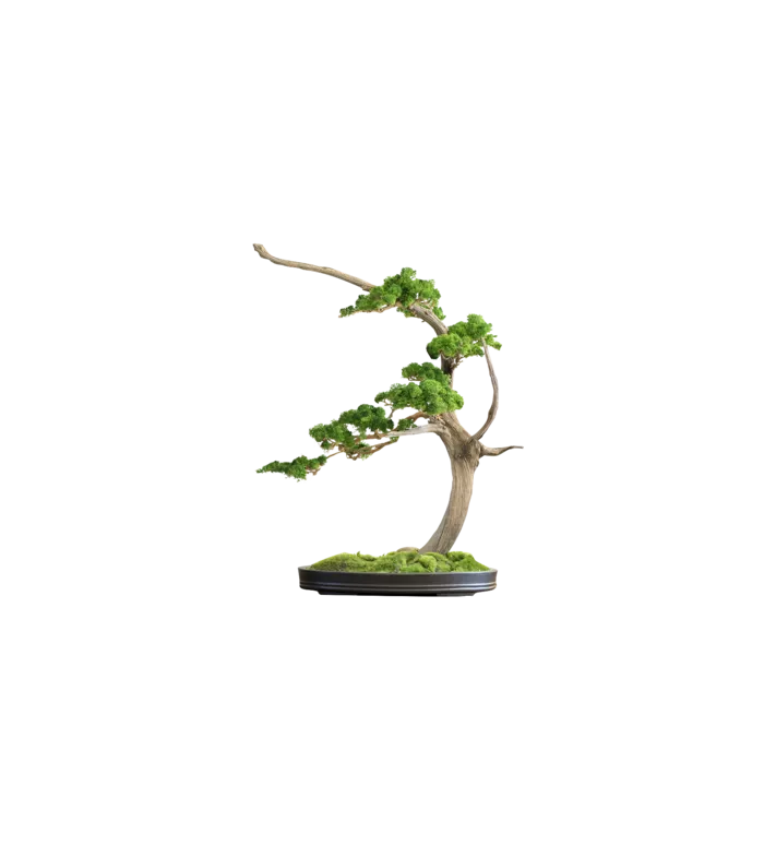 盆栽 植物 绿植 透明素材png 免扣素材 拷贝