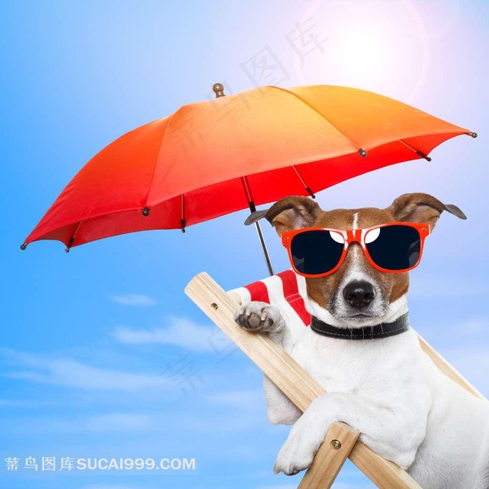 宠物摄影戴太阳镜的小狗