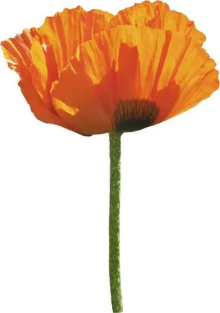 罂粟花 PNG免抠