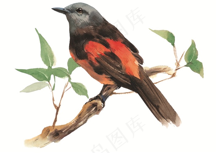 树枝上的鸟儿水彩画