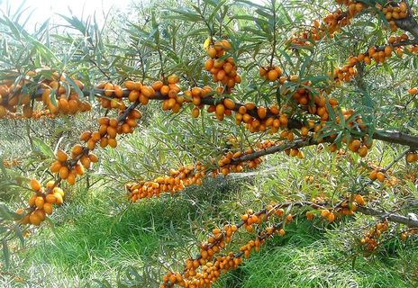 树上成熟的沙棘