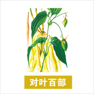手绘草本中药药材对叶百部