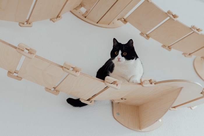 可爱猫咪猫猫摄影素材