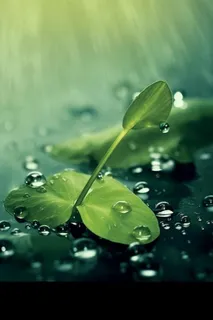 叶子水滴宁静背景图