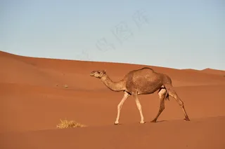 沙漠骆驼高清图片